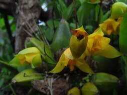 Image of Lycaste crinita Lindl.