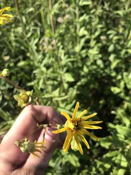 Image de Silphium asteriscus var. trifoliatum (L.) J. A. Clevinger