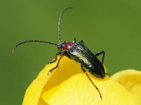 صورة Gaurotes (Carilia) virginea (Linné 1758)