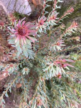 Image of Leucadendron glaberrimum subsp. erubescens I. J. M. Williams