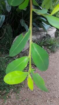 Erythroxylum pictum E. Mey.的圖片