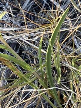 Image of clustered goldenweed