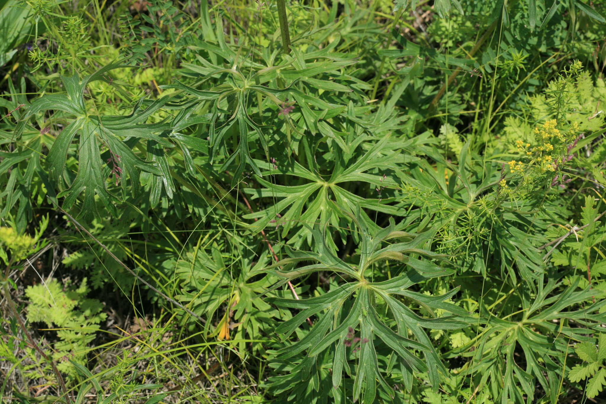 Imagem de Aconitum barbatum Pers.