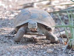 Image of Sonoran desert tortoise