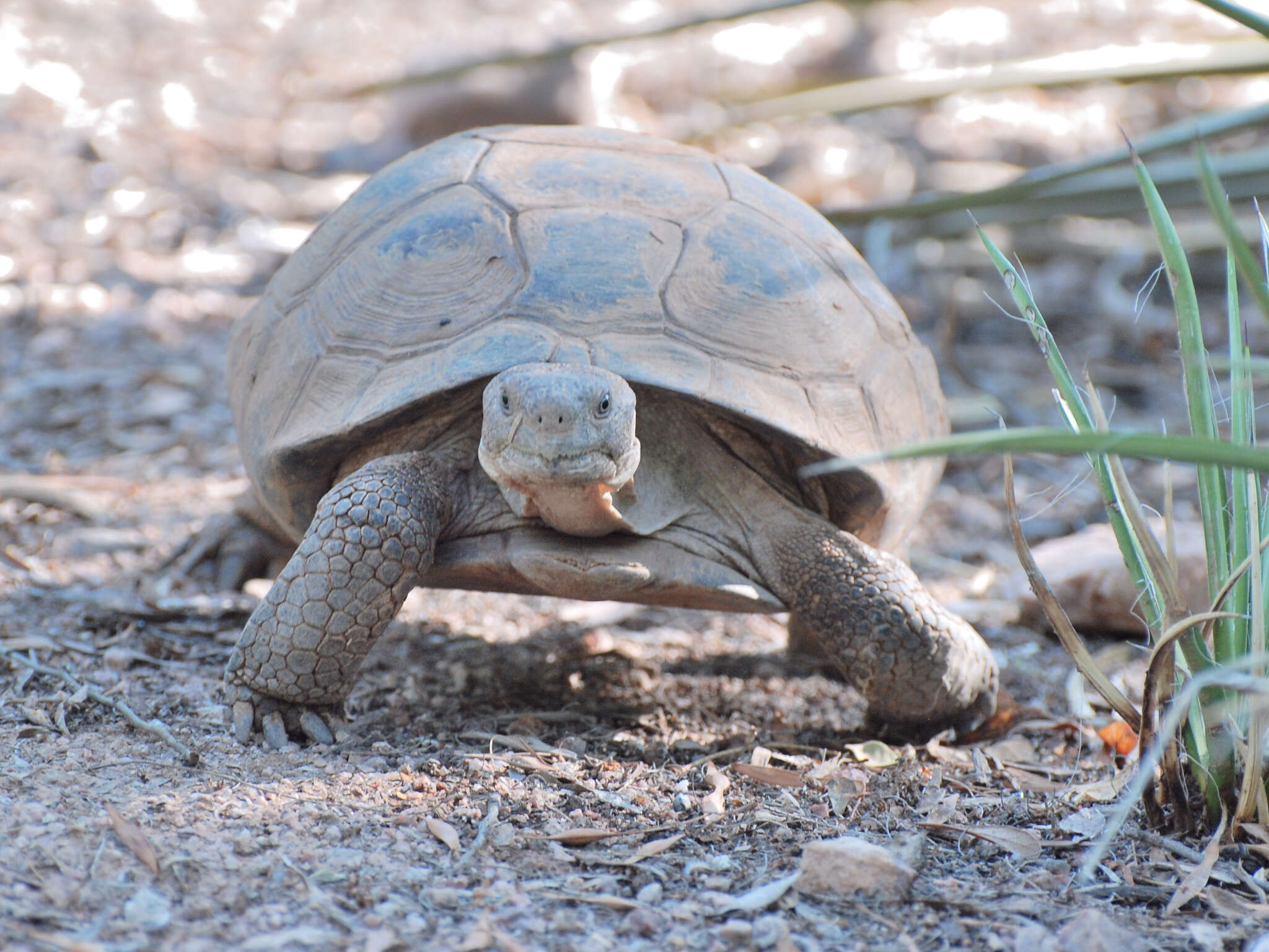 Image of Sonoran desert tortoise