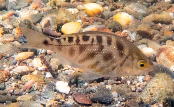 Image of Tule Perch