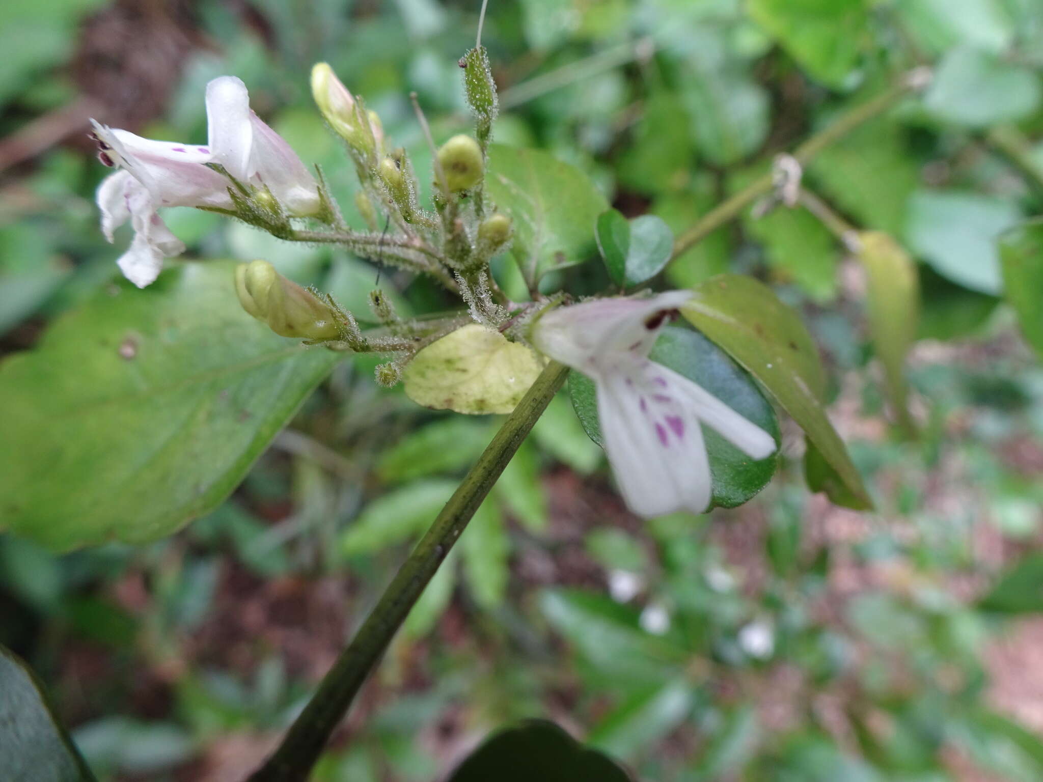 Image of Justicia pinensis S. Moore