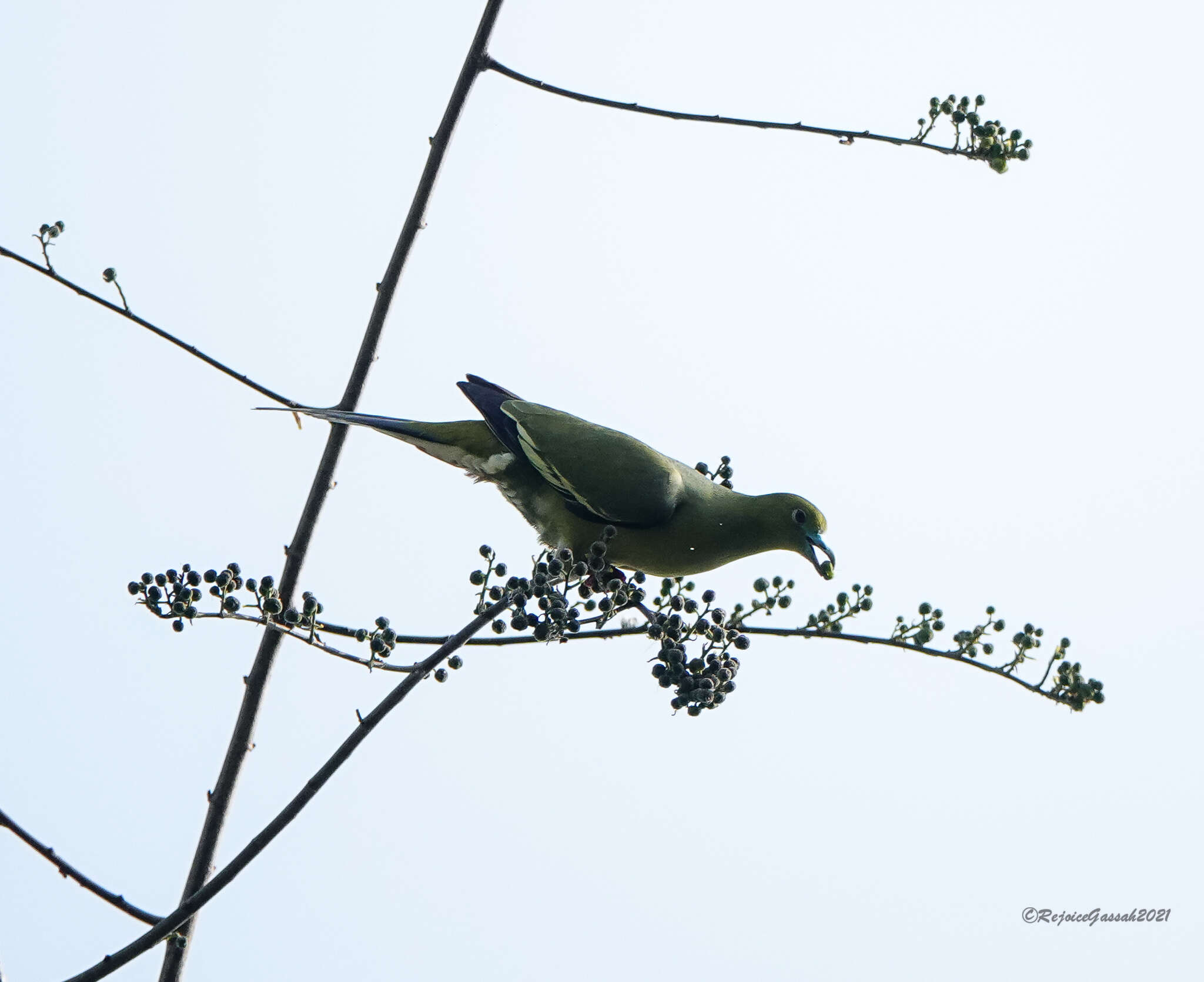 Image of Pin-tailed Green Pigeon