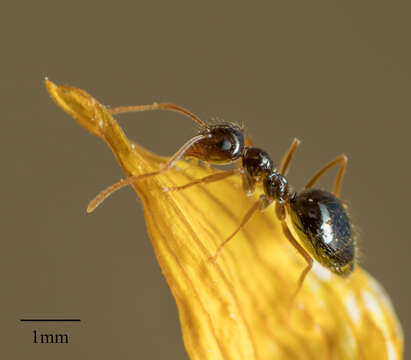 Image of False Honey Ant