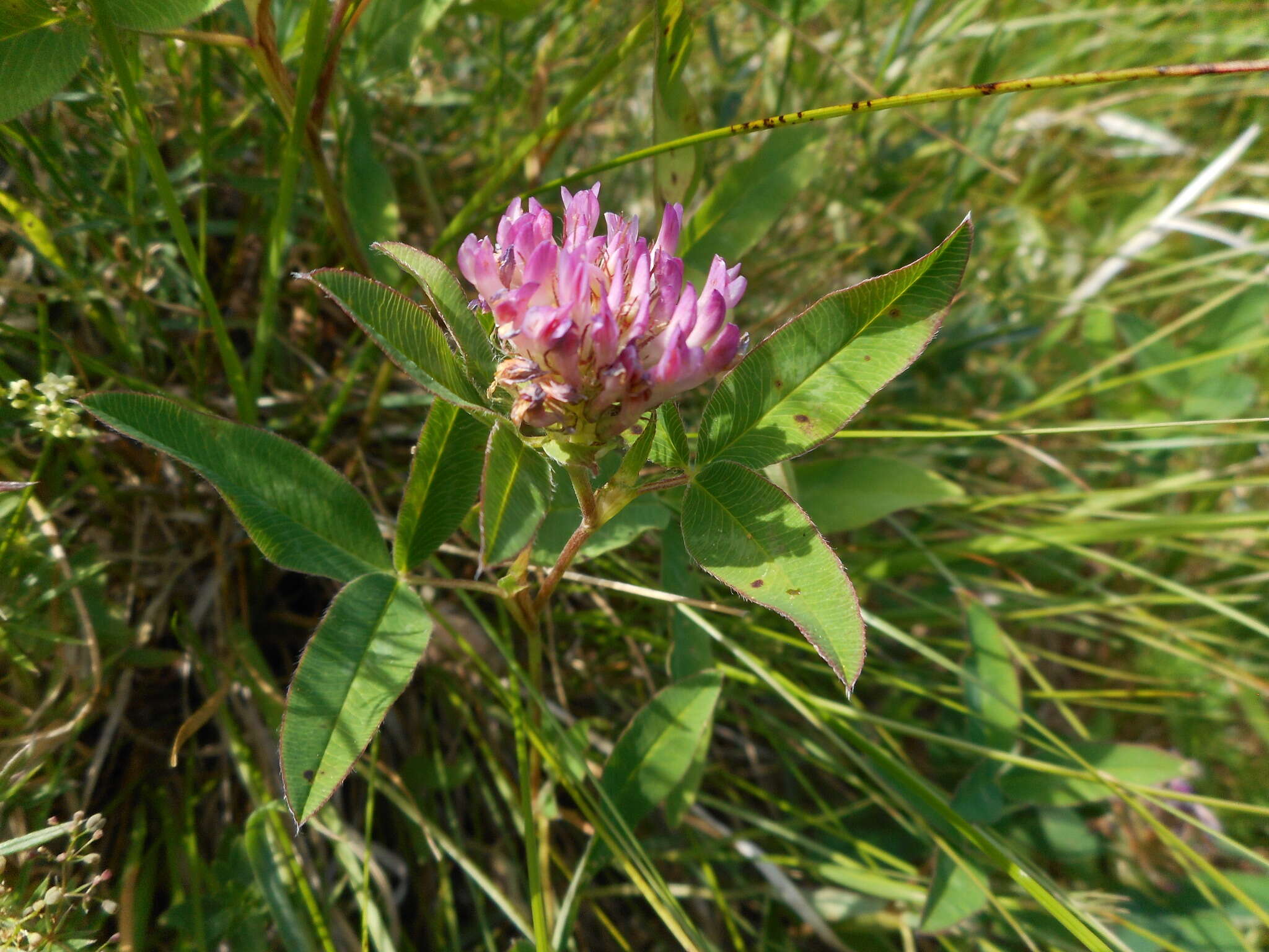 Imagem de Trifolium medium L.