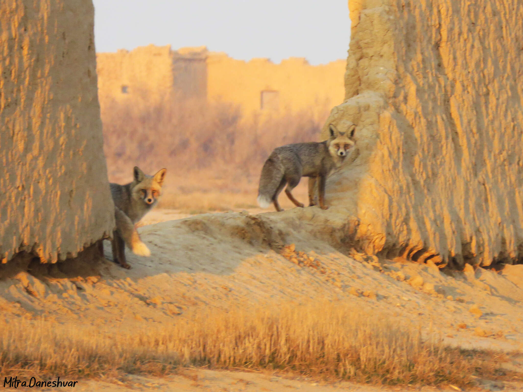 Image of Turkmenian fox