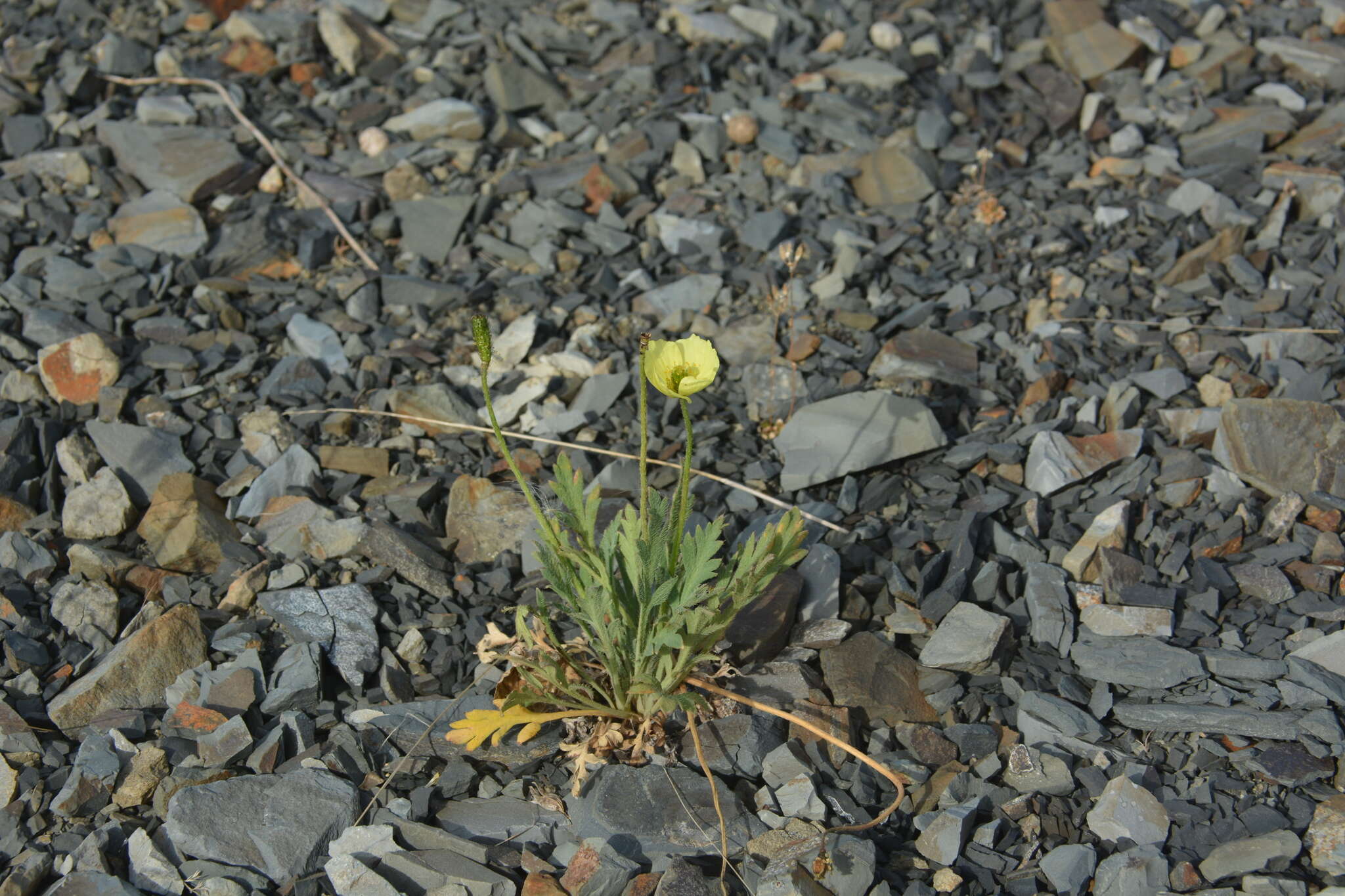 Image of Papaver lapponicum subsp. jugoricum (Tolm.) S. V. Gudoshnikov