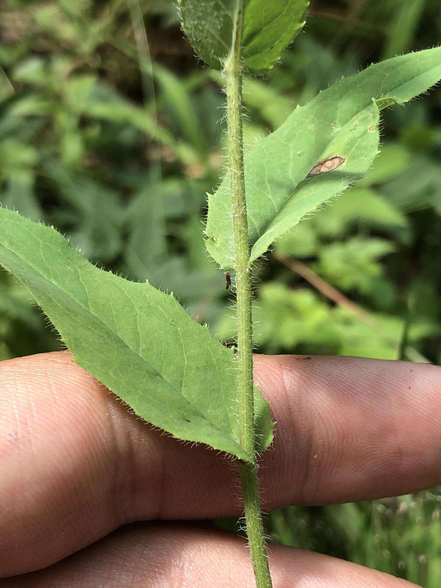 Image of Hieracium krylovii Nevski ex Krylov