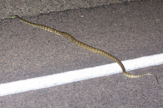 Image of Morelia spilota variegata Gray 1842