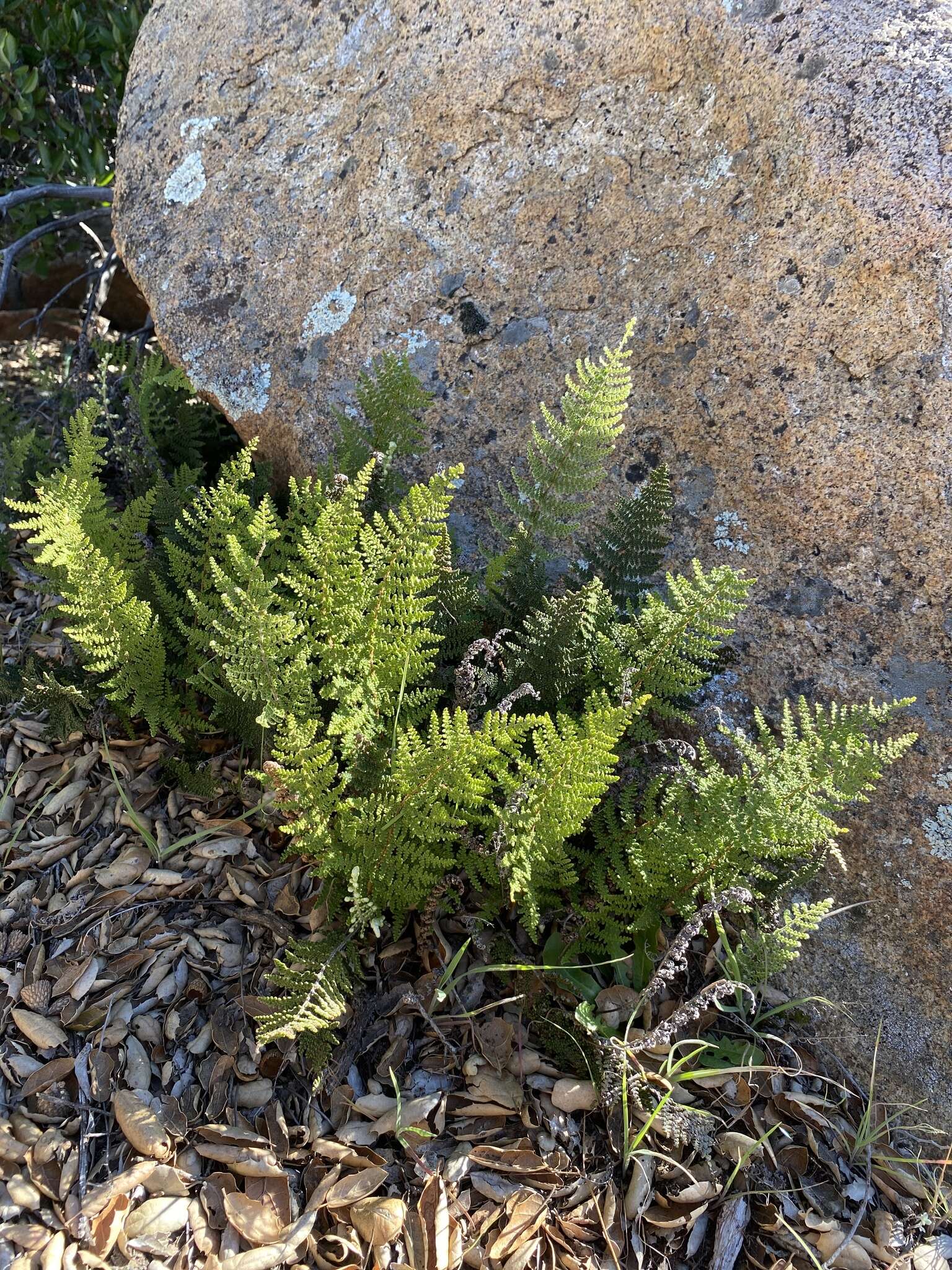 Image of Cleveland's lipfern