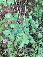 Image of Symphoricarpos × chenaultii Rehder