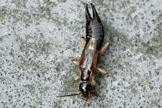 Image of African earwig