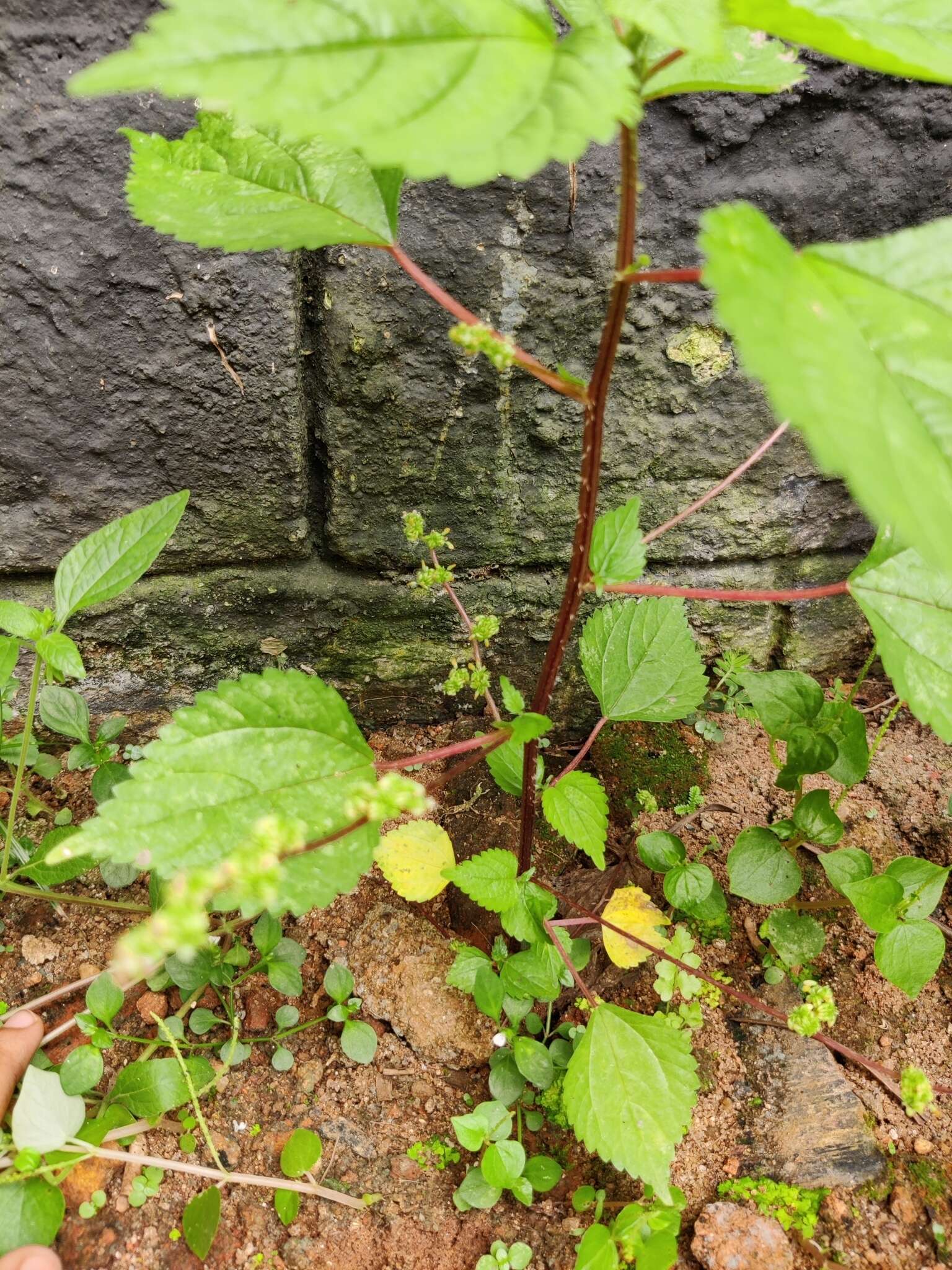 Image of Hawaii Wood-Nettle