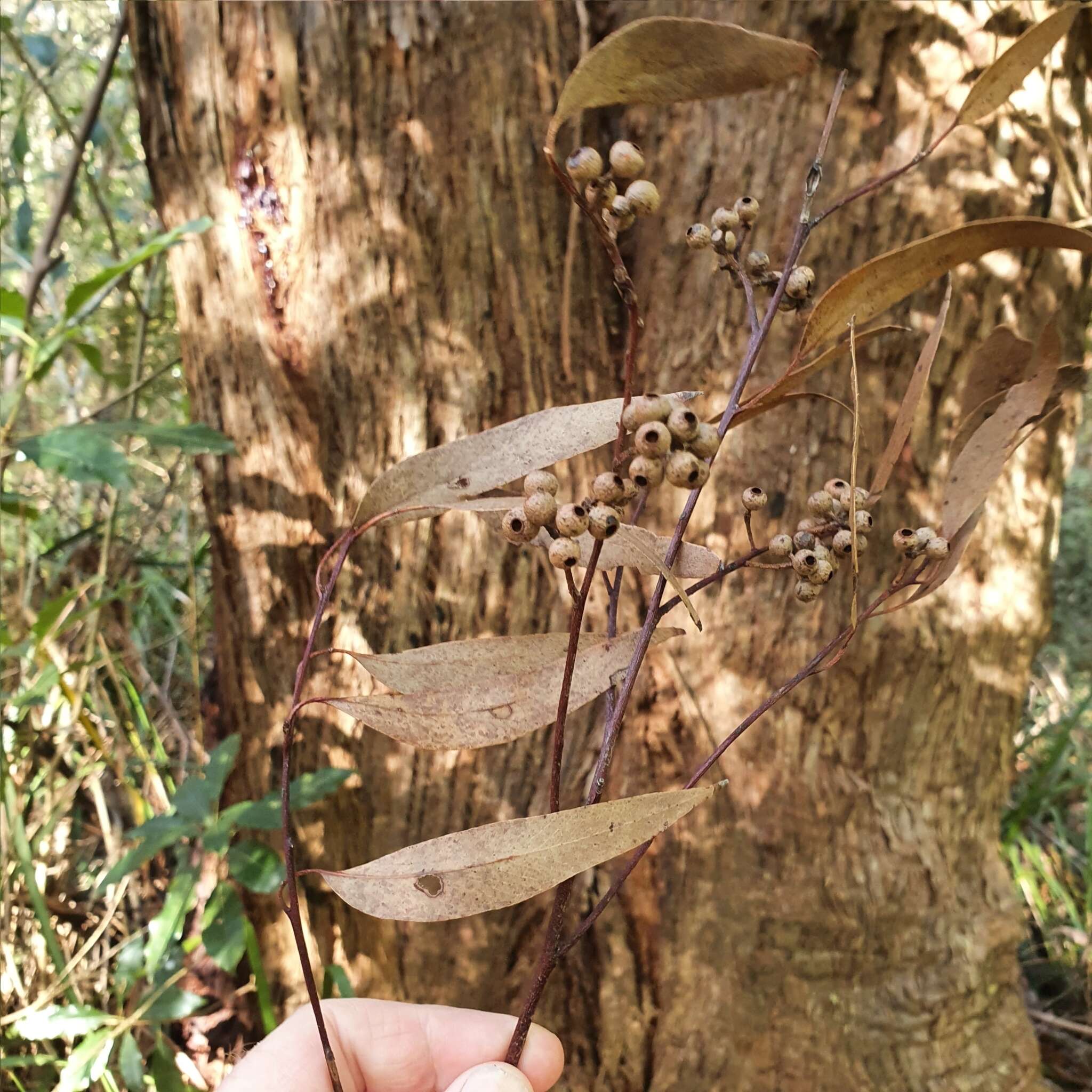 Sivun Eucalyptus piperita Sm. kuva