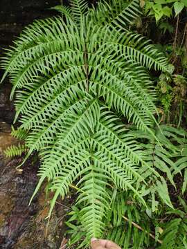 Plancia ëd Pteris terminalis Wall.