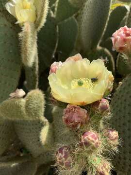 Image of Opuntia scheeri F. A. C. Weber