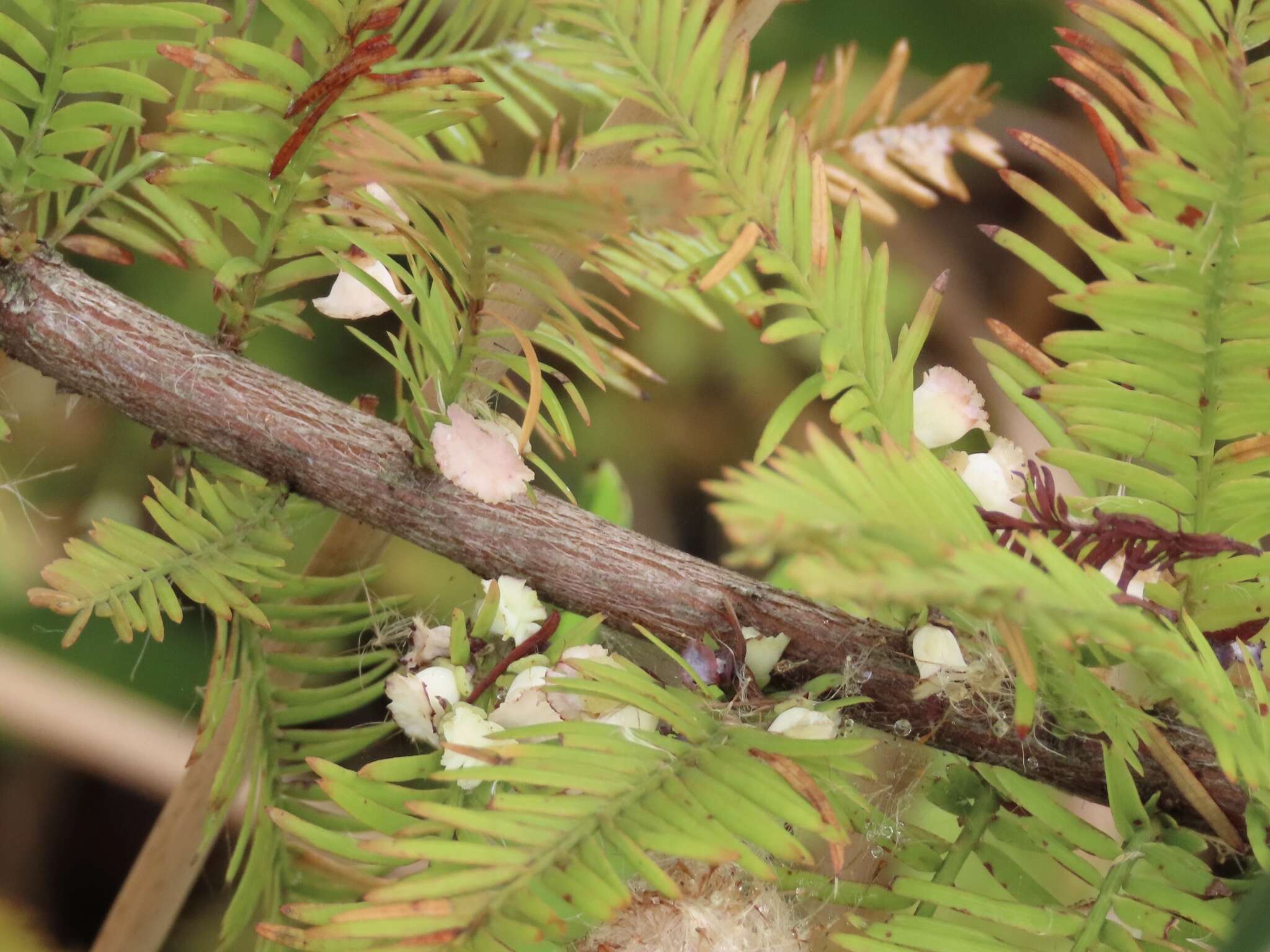 Image of Cypress Gall Midges