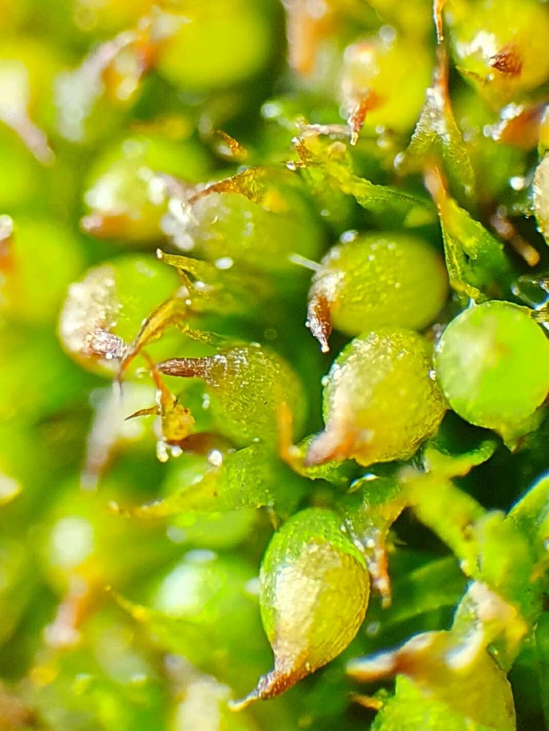 Image of Microbryum curvicollum