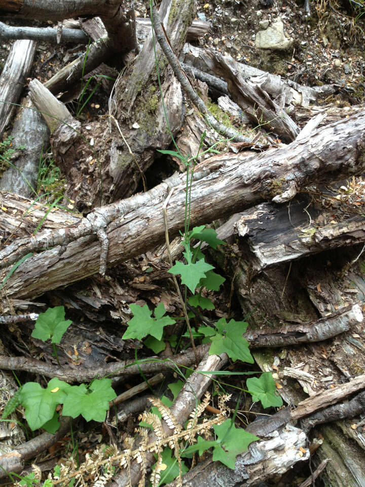 Image of wall lettuce