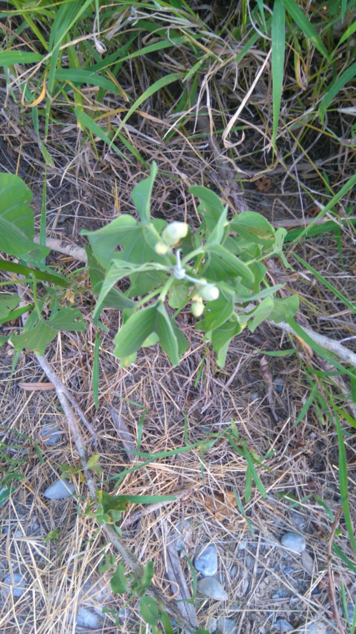 Слика од Ipomoea carnea Jacq.