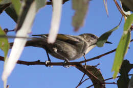 Image of Crescent Honeyeater