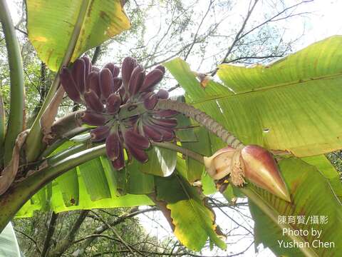 Image of Musa itinerans var. formosana (Warb.) Häkkinen & C. L. Yeh