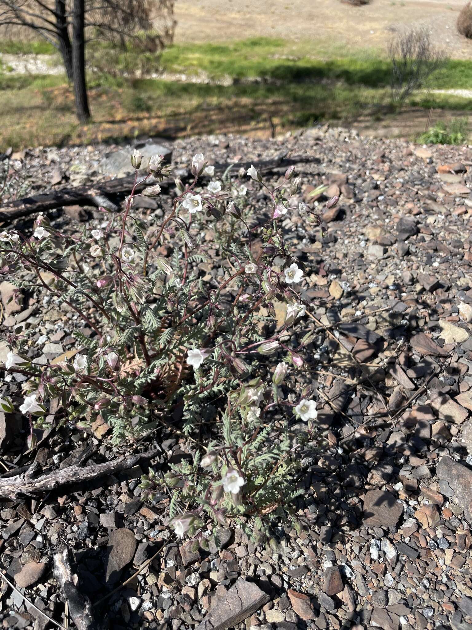 Emmenanthe penduliflora var. rosea Brand resmi