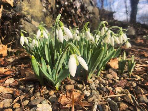 Image of giant snowdrop