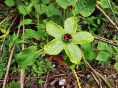 Image of Gonolobus erianthus Decne.