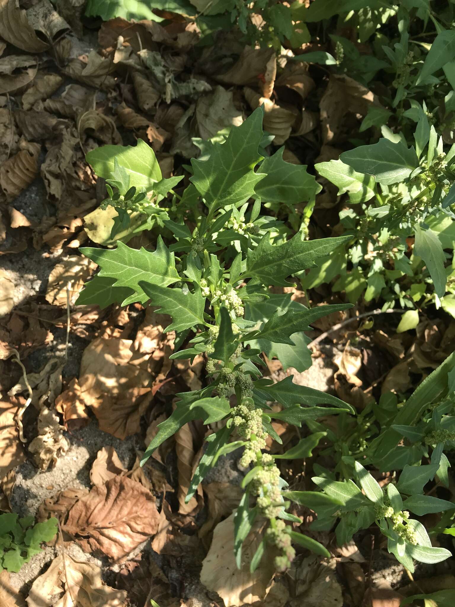 Image of Red Goosefoot