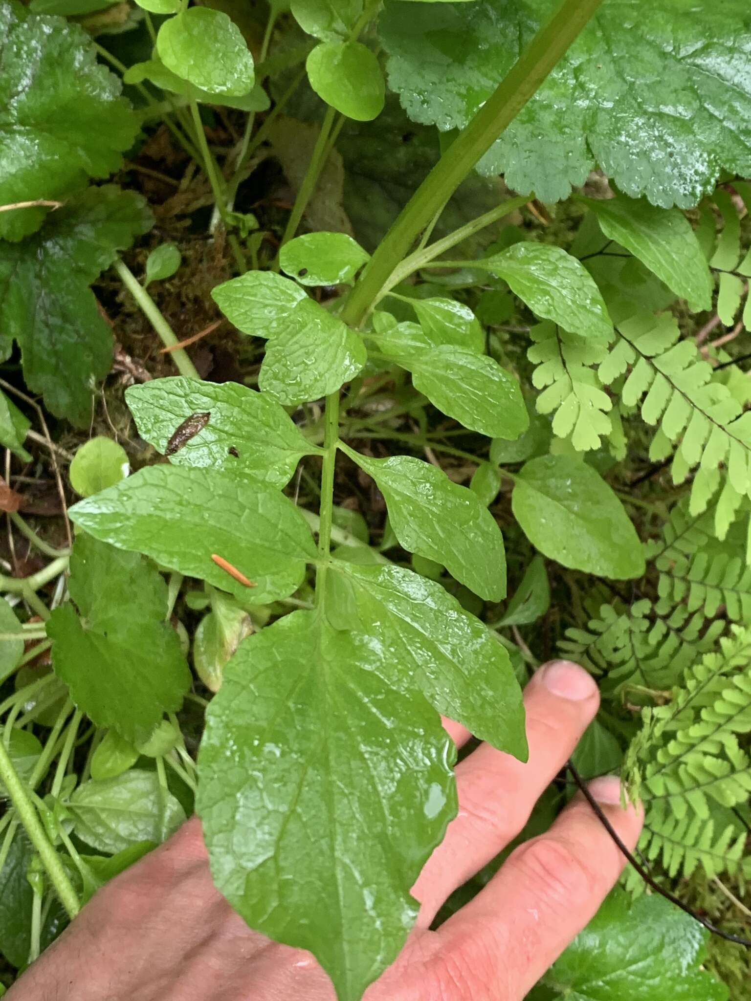 Image of Scouler's Valerian