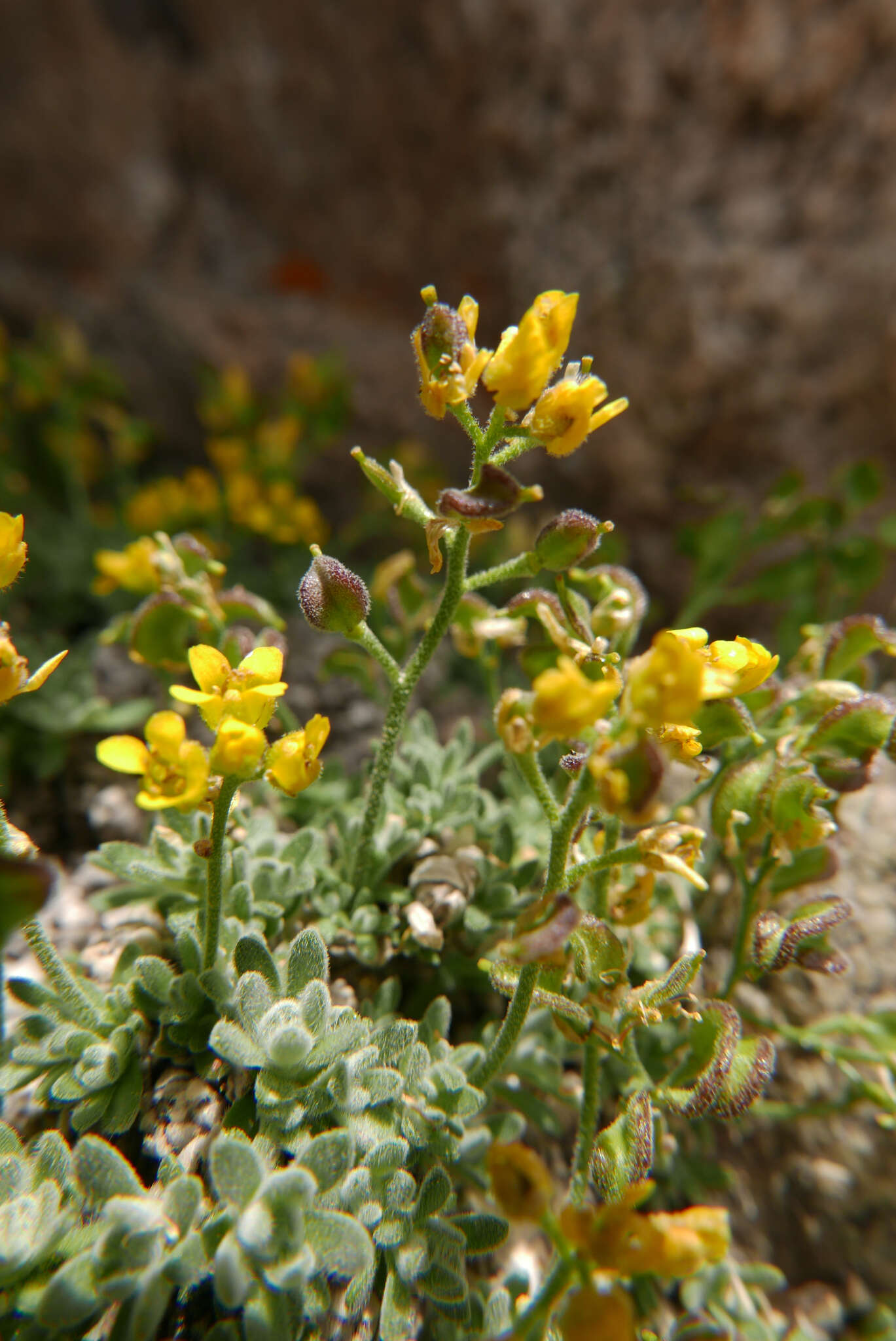 Image of Sierra draba