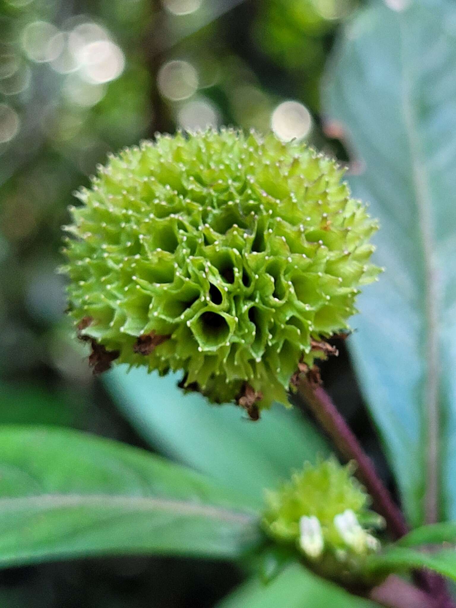 Слика од Hyptis pachycephala Epling