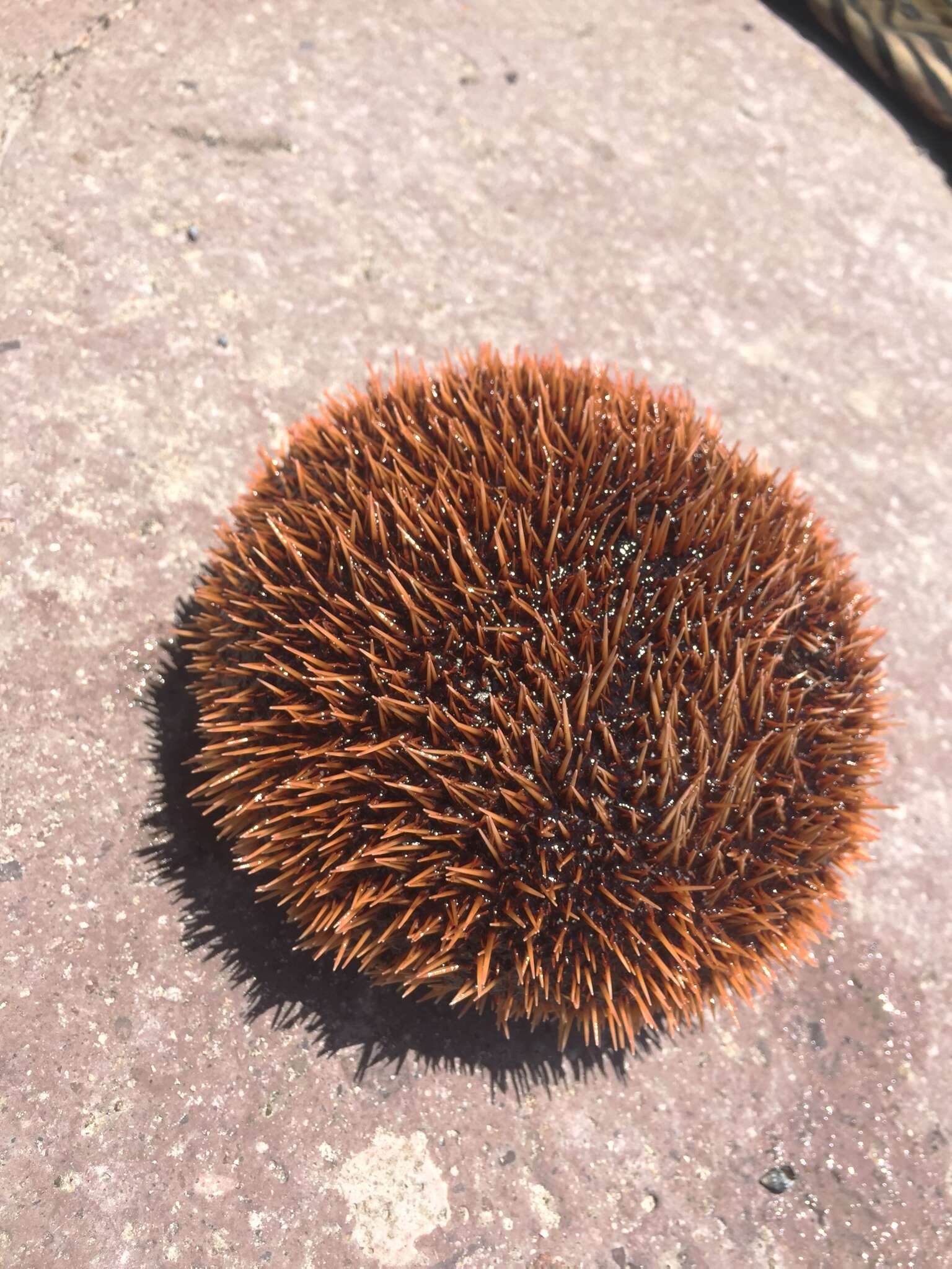 Image of White Sea Urchin