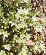 Image of Hooker's sandwort