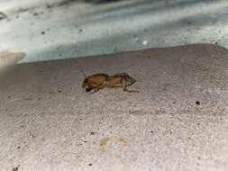 Image of Shortwinged mole cricket