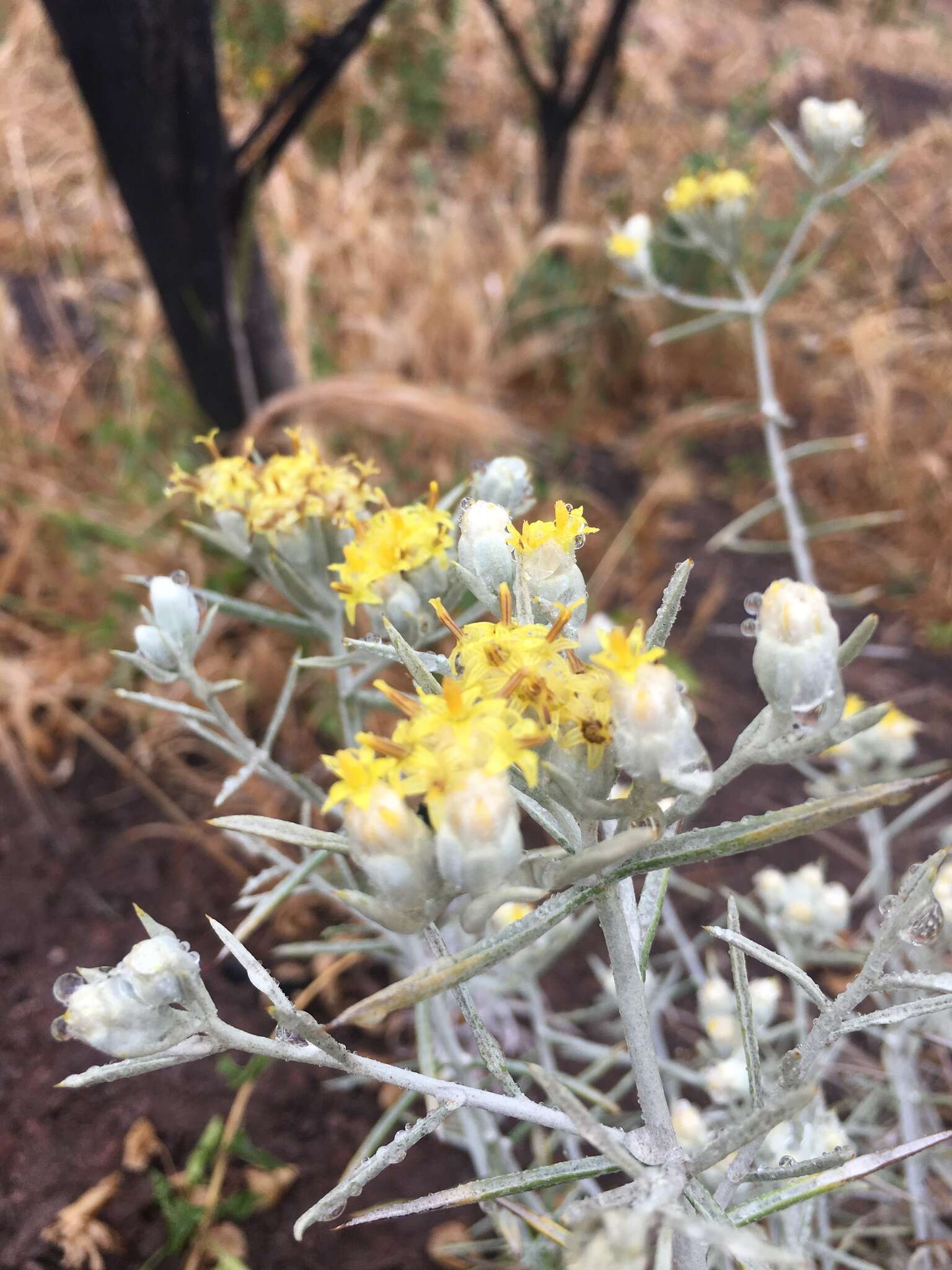 Sivun Tetradymia comosa A. Gray kuva