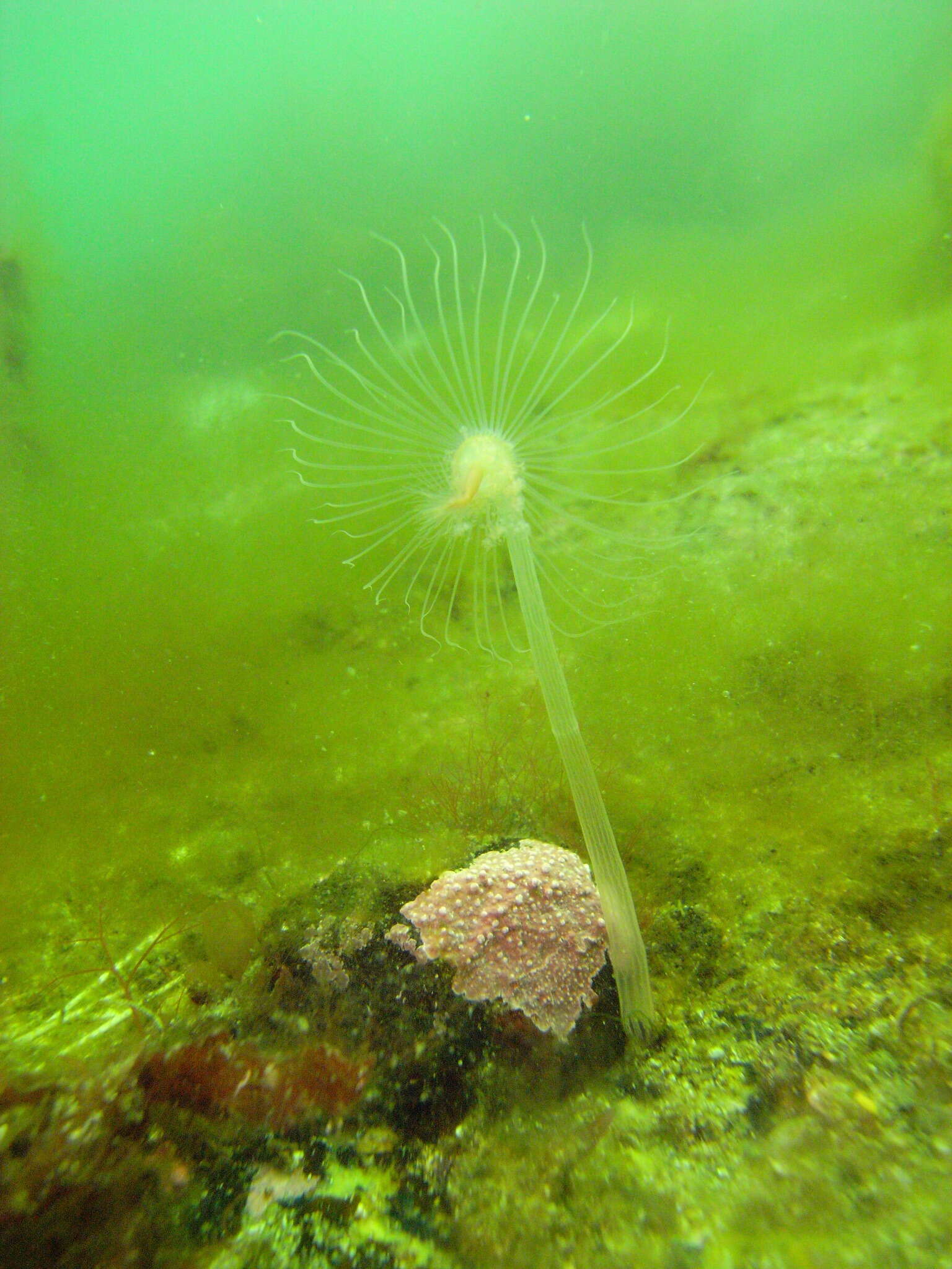 Image of nodding hydroid