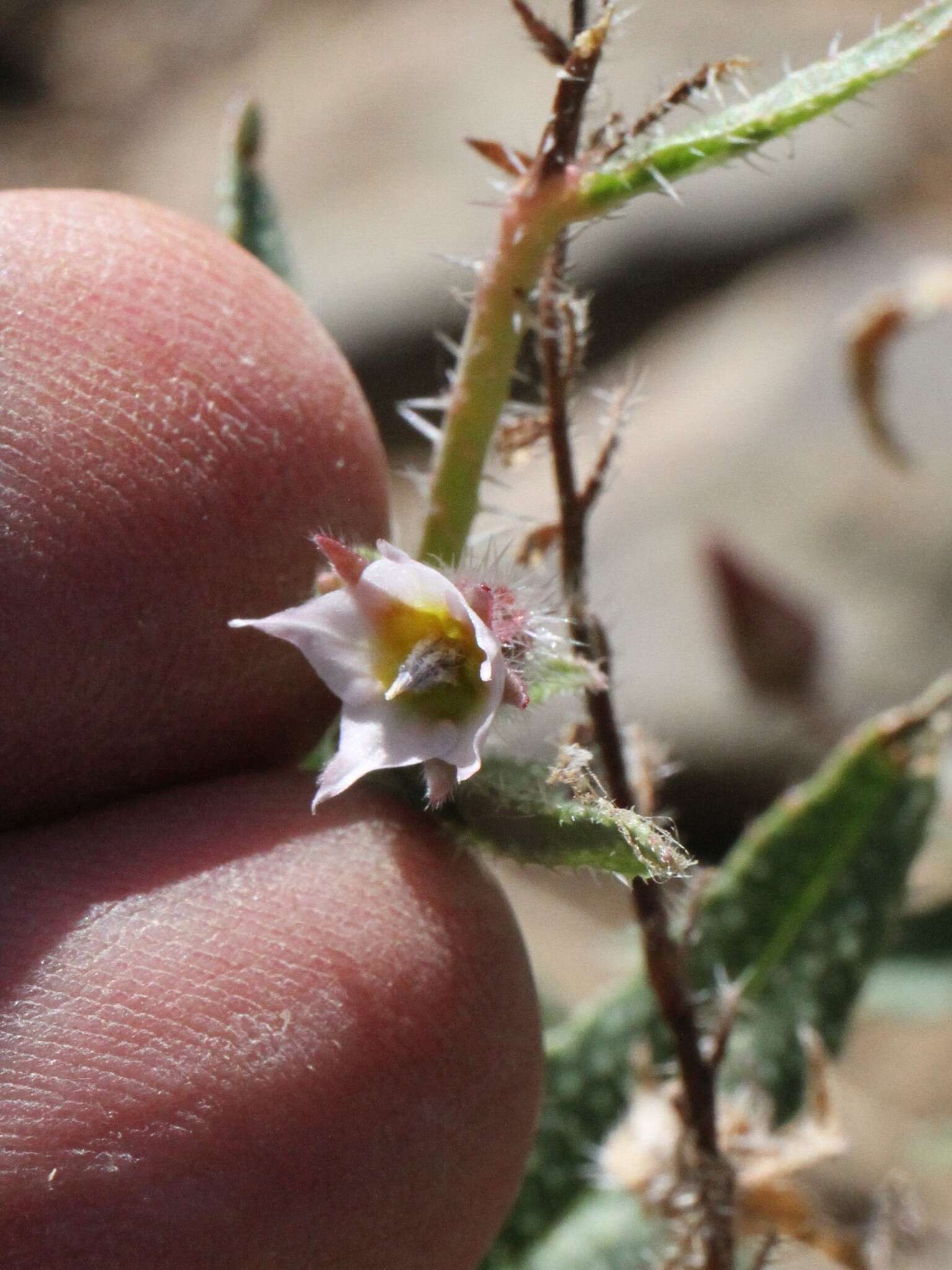 Image de Trichodesma africanum (L.) R. Br.