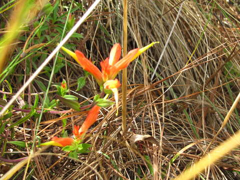 Слика од Castilleja auriculata Eastwood