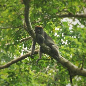 Piliocolobus rufomitratus (Peters 1879) resmi