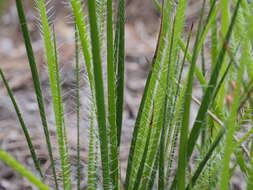 Image of Conostylis setigera R. Br.