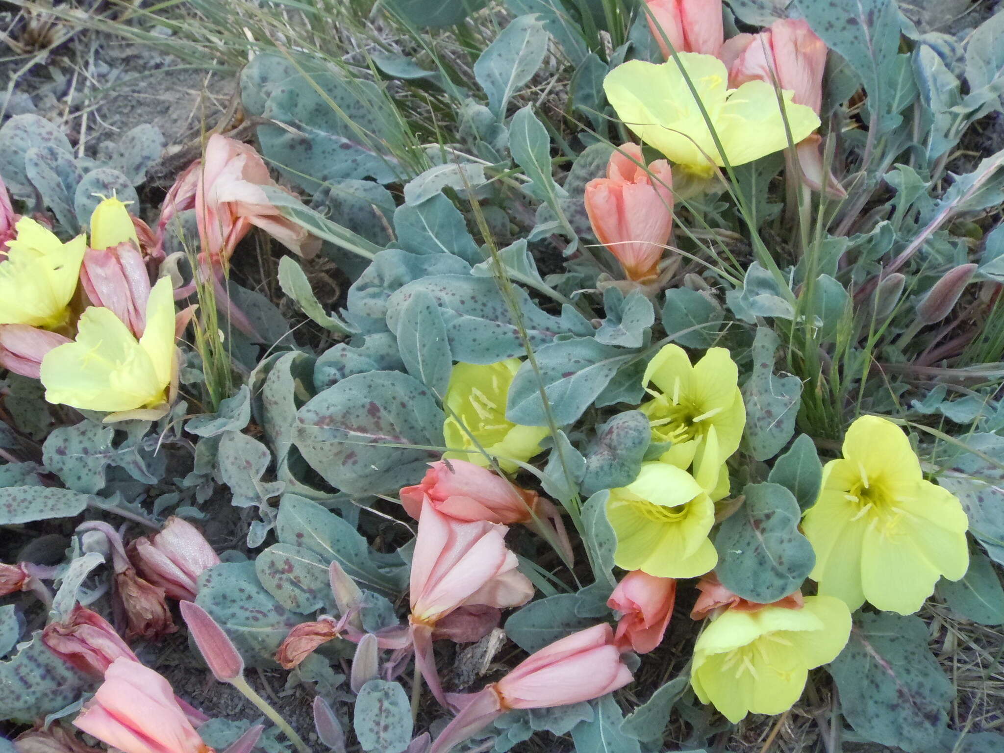 Imagem de Oenothera xylocarpa Coville