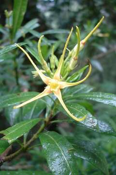 Image de Strophanthus speciosus (Ward & Harv.) Reber