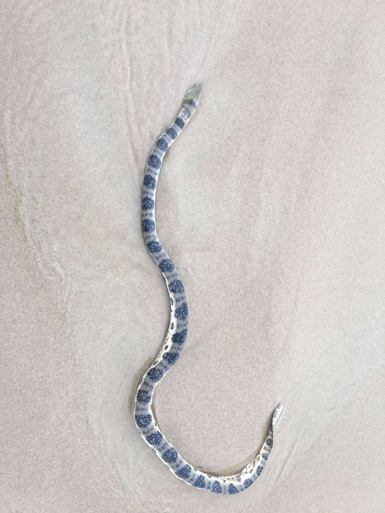 Image of Olive-headed or greater seasnake